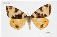 藏品(後黃斜帶毒蛾)的圖片